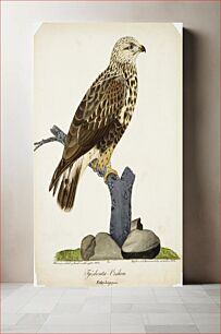 Πίνακας, Rough-legged buzzard, 1832, by Ferdinand von Wright