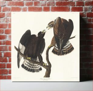 Πίνακας, Rough-legged Falcon from Birds of America (1827) by John James Audubon (1785 - 1851), etched by Robert Havell (1793 - 1878)
