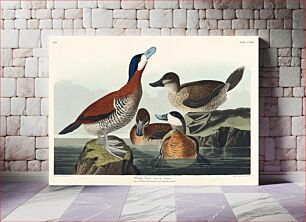 Πίνακας, Ruddy Duck from Birds of America (1827) by John James Audubon, etched by William Home Lizars