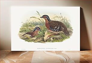 Πίνακας, Rufous-breasted Bamboo Partridge; Bambusicola Hyperythra (1804–1908) by John Gould and William Matthew Hart