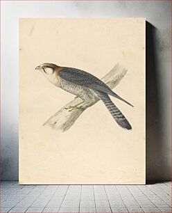 Πίνακας, Rufous Necked Falcon