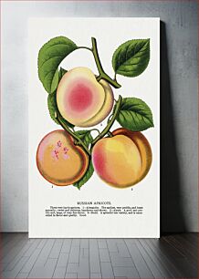 Πίνακας, Russian apricots lithograph