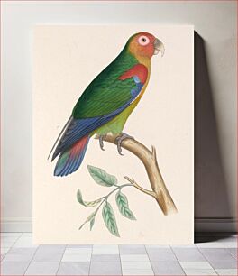 Πίνακας, Rusty-faced parrot, Psittacus amazoninus Hapalopsittaca amazonina (1804-1878) by Marc Athanase Parfait Œillet Des Murs