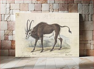 Πίνακας, Sable Antelope by Charles Hamilton Smith