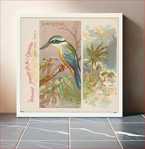 Πίνακας, Sacred Kingfisher, from Birds of the Tropics series (N38) for Allen & Ginter Cigarettes, issued by Allen & Ginter