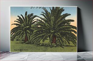 Πίνακας, Sago-palms in Florida