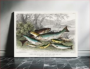 Πίνακας, Salmon, Gilse, Salmon Trout, Great Lake Trout, Lake Trout, River Trout, and Parr. A History of the Earth and Animated Nature (1820) by Oliver Goldsmith (1730-1774)