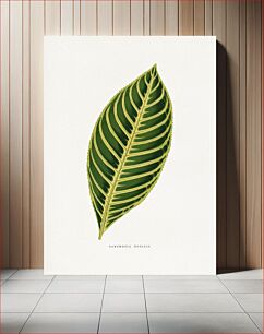 Πίνακας, Sanchezia Nobilis leaf illustration