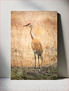 Πίνακας, Sandhill Crane in Natural Habitat Sandhill Crane σε φυσικό βιότοπο