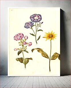 Πίνακας, Saponaria officinalis (common soapwort);Convolvulus tricolor (maiden skirt);Helianthus (?) (sunflower species) by Maria Sibylla Merian