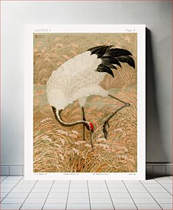Πίνακας, Sarus crane in rice field, vintage Japanese animal painting, by G.A. Audsley-Japanese illustration