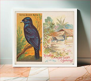 Πίνακας, Satin Bower Bird, from Birds of the Tropics series (N38) for Allen & Ginter Cigarettes