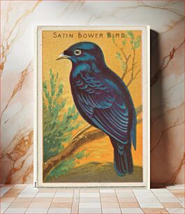 Πίνακας, Satin Bower Bird, from the Birds of the Tropics series (N5) for Allen & Ginter Cigarettes Brands