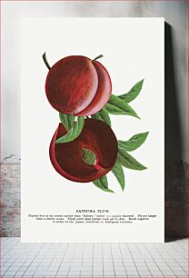 Πίνακας, Satsuma plum lithograph