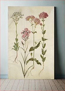 Πίνακας, Saxifraga paniculata (rock saxifrage);Silene viscaria (common tar clove);Silene armeria (knot-limewort); by Maria Sibylla Merian