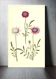 Πίνακας, Scabiosa atropurpurea (widow flower) by Maria Sibylla Merian