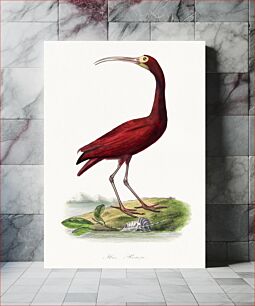 Πίνακας, Scarlet ibis bird painting