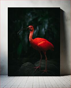 Πίνακας, Scarlet Ibis in the Dark Scarlet Ibis in the Dark