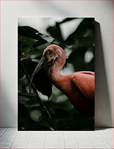 Πίνακας, Scarlet Ibis in the Wild Scarlet Ibis in the Wild