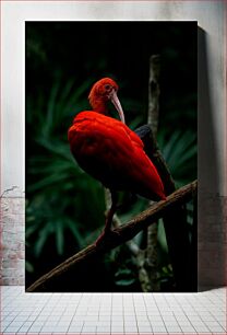 Πίνακας, Scarlet Ibis on a Branch Scarlet Ibis σε ένα κλαδί