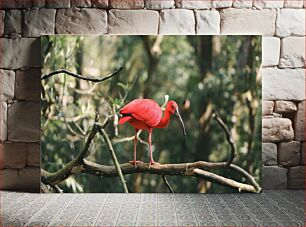 Πίνακας, Scarlet Ibis on a Tree Branch Scarlet Ibis σε ένα κλαδί δέντρου