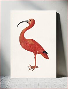 Πίνακας, Scarlet Ibis vintage illustration