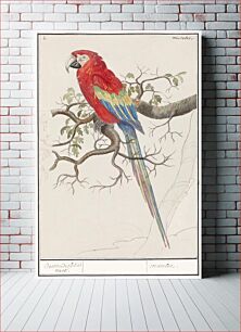 Πίνακας, Scarlet macaw, Ara macao (1596–1610) by Anselmus Boëtius de Boodt