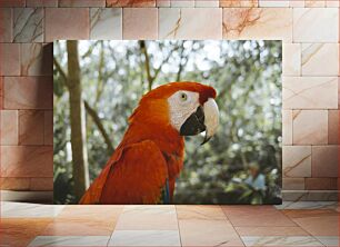 Πίνακας, Scarlet Macaw in Natural Habitat Scarlet Macaw σε φυσικό βιότοπο