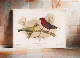 Πίνακας, Scarlet tanager. (1. Male; 2. Female)