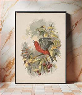Πίνακας, [Scarlet tanager on a cherry tree branch] / H.W. Herrick