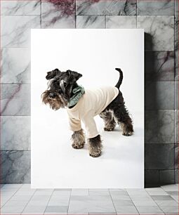 Πίνακας, Schnauzer in a Sweater Schnauzer με πουλόβερ