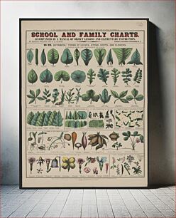 Πίνακας, School and family charts, No. XIX. Botanical: forms of leaves, stems, roots, and flowers (1890) by Marcius Willson and N.A. Calkins