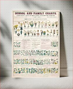 Πίνακας, School and family charts, No. XX. botanical: forms of leaves, stems, roots, and flowers; botany; the classication of plants (c.1890) by Marcius Willson and Norman A. Calkins