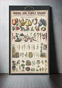 Πίνακας, School and family charts, No. XXI. botanical: economical uses of plants (c.1890) by Marcius Willson and N.A. Calkins
