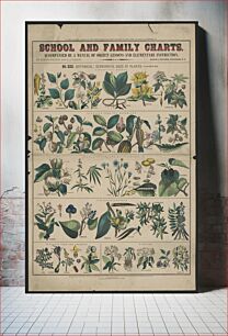 Πίνακας, School and family charts, No. XXII. Botanical: economical uses of plants (1890) by Marcius Willson and N.A. Calkins