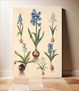 Πίνακας, Scilla bifolia (two-leaved scilla);Hyacinthus orientalis (common hyacinth);Scilla amoena (sky blue scilla) by Maria Sibylla Merian