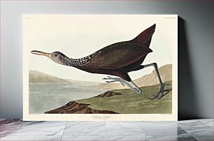 Πίνακας, Scolopaceus Courlan from Birds of America (1827) by John James Audubon, etched by William Home Lizars