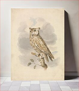 Πίνακας, Scops Owl