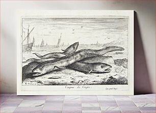 Πίνακας, Sea eel (Congus)