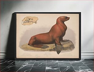 Πίνακας, Sea lion. Eumetopias stelleri. Male