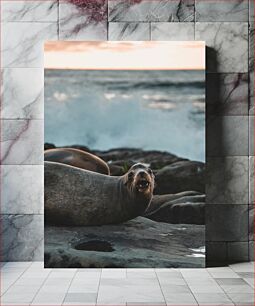 Πίνακας, Sea Lion on Rocky Shore Sea Lion στη Βραχώδη Ακτή