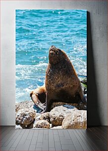 Πίνακας, Sea Lion on Rocky Shore Sea Lion στη Βραχώδη Ακτή