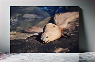 Πίνακας, Sea Lion Resting on Rocks Θαλάσσιο λιοντάρι που στηρίζεται σε βράχους
