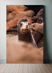 Πίνακας, Sea Lions Resting Sea Lions που ξεκουράζονται