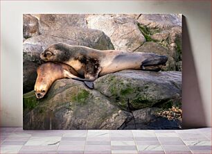 Πίνακας, Sea Lions Resting on Rocks Θαλάσσια λιοντάρια που στηρίζονται σε βράχους