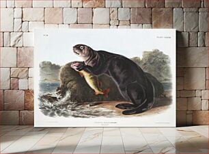 Πίνακας, Sea Otter (Enhydra marina) from the viviparous quadrupeds of North America (1845) illustrated by John Woodhouse Audubon (1812-1862)