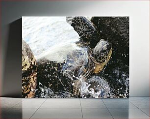 Πίνακας, Sea Turtle at the Shore Θαλάσσια χελώνα στην ακτή