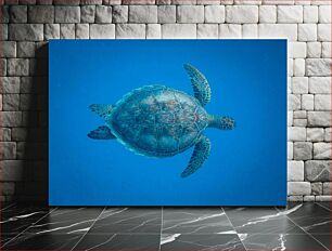 Πίνακας, Sea Turtle in Ocean Θαλάσσια χελώνα στον ωκεανό