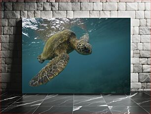 Πίνακας, Sea Turtle in the Ocean Θαλάσσια χελώνα στον ωκεανό