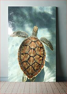 Πίνακας, Sea Turtle in Water Θαλάσσια χελώνα στο νερό